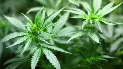 Kenevir üretimine yeni düzenleme: 21 ilde izin çıktı