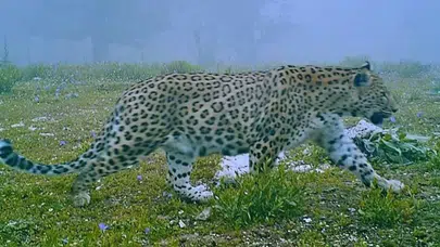 Anadolu parsına dokunan yanacak: Ceza 45 Milyon TL'ye yükseldi!