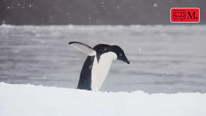 ‘Nihilist penguen’ videosu viral oldu: İşte o penguenin hikayesi