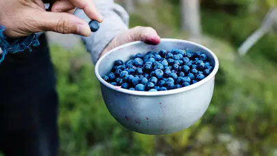 Zihni açıyor, kalbi koruyor: İşte doğanın mor mucizesi