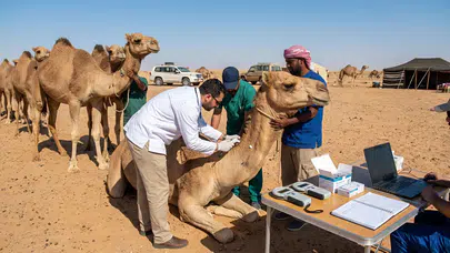 Suudi Arabistan'da develere kimlik dönemi: Pasaport ve mikroçip geliyor