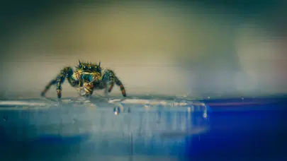 Örümcekten ilhamla geliştirildi: Suda batmayan metal teknolojisi