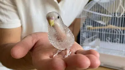 Şeffaf kuş gerçek mi? Şeffaf muhabbet kuşu var mı, yapay zeka mı?