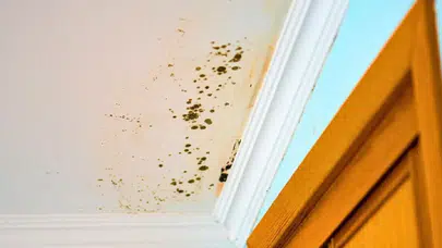 Evde yoğuşma ve küf alarmı: Uzmanlar o bitkilere dikkat çekiyor