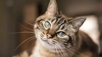 Kedilerin en yanlış anlaşılan hareketi: Gerçek bambaşka olabilir