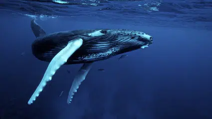 Kuzey Atlantik sağ balinalarının yaşam süresi 22 yıla düştü