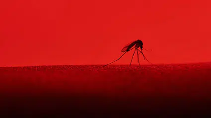 İzlanda’da tarihi olay: Ülkede ilk kez sivrisinek görüldü