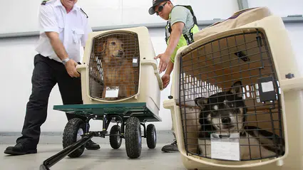 AB mahkemesi, uçuşlarda evcil hayvanı 'bagaj' sınıfına koydu