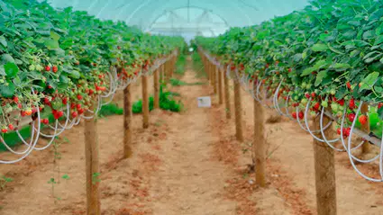 Bakan Yumaklı zirai don ödemelerinin yatırılmaya başlandığını açıkladı