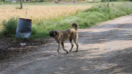 İzmir'de bir köpeği katletmek için ateş açan şahıs 1 kişiyi öldürdü, 1 kişiyi ise yaraladı