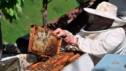Doğu Karadeniz'in 9 aylık bal ihracatı 2 milyon dolara yaklaştı