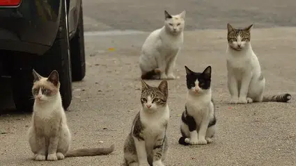 Sokak kedileri insan nüfusunu geçti: Kısırlaştırma yetersizliği tartışmaları ve zehirleme vakaları gündemde