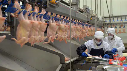 Şanlıurfa Eyyübiye'de tarihi geçmiş 183 kilo tavuk eti imha edildi!