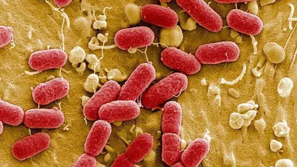 Bilim insanları süper mikroplara karşı 100 kat güçlü yeni antibiyotik keşfetti