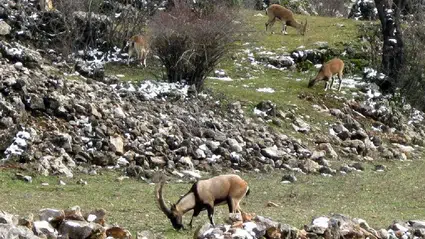 Yasak avın tazminatı milyonlarca lira ve hapis cezası!