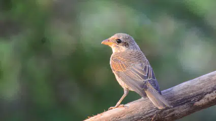 TikTok’un yeni trendi “Kuş Teorisi”: Partnerinizin ilgisini ölçmenin bilimsel yolu