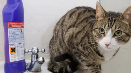 Kediler neden çamaşır suyu kokusuna coşuyor? İşte veterinerlerin açıkladığı gerçek sebepler