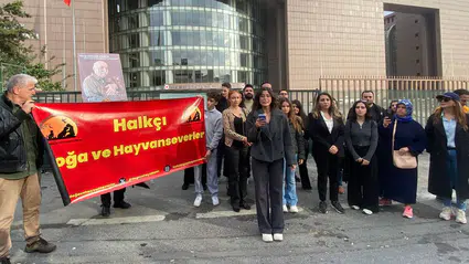 Bakırköy Adliyesi’ndeki kediler için zafer: Toplatma kararı geri çekildi