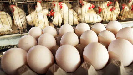 TÜİK verilerine göre tavuk üretimi artarken yumurta üretimi azaldı