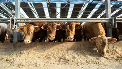 Hayvan ithalatında dünya ikincisi olan Türkiye'de ete yeni zam gelmesi an meselesi!