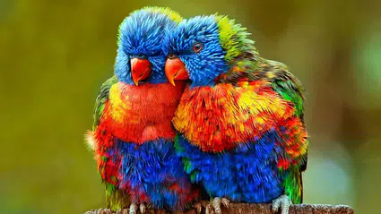 Kuşların şafak vakti şarkı söylemesinin nedeni ortaya çıktı