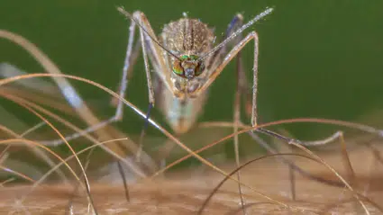 Tek bir sivrisinek ısırığıyla hayatı değişen adam