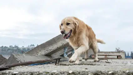 Felaketi hissediyorlar mı? Köpeklerin “altıncı hissi” efsanesinin perde arkası