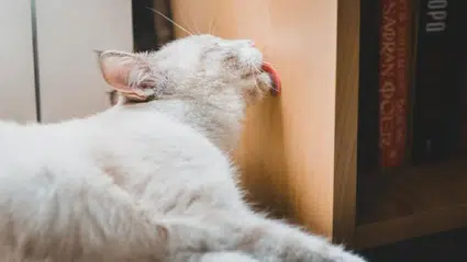 Kediniz duvar mı yalıyor? Masum sandığınız davranış ciddi bir işaret olabilir