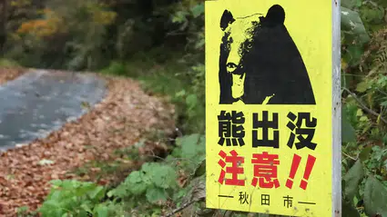 Japonya kırmızı alarmda: Ayı saldırıları durdurulamıyor!