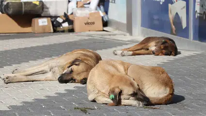 AYM'den 'sokak köpeklerine ötanazi' uygulamasının iptaline ret