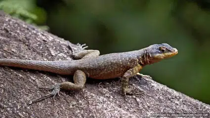 Okul yemeğinden kertenkele çıktı: 65 öğrenci hastanelik oldu