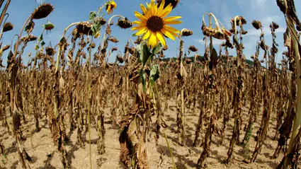 2025 mart ayı, son 35 yılın en kurak dönemi olarak kayıtlara geçti