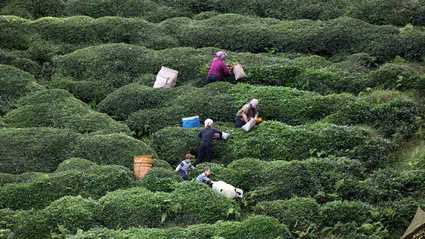 2025 ÇAYKUR işçi alımı başvuru ve kura tarihi ne zaman? 1500 işçi alımı yapılacak mı?