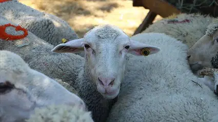 2025 Kurban Bayramı Tatili Kaç Gün? 9 Günlük Tatil Olacak Mı?