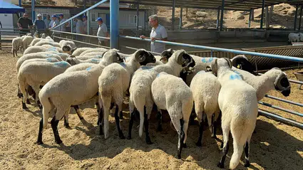 Kurban bedeli yurtiçinde 13 bin 250, yurtdışında 5 bin 250 lira oldu