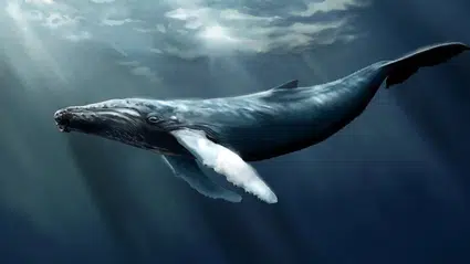 İspanya’da 20 bin yıllık balina kemiğinden aletler keşfedildi