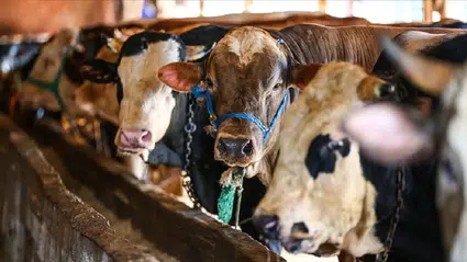 Kurban Bayramı emekli ikramiyesi ne zaman yatacak? 2025 Kurban Bayramı emekli ikramiyesi ne kadar?