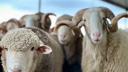 Kurban Bayramı'na kaç gün kaldı? Bayram tatili kaç gün olacak?