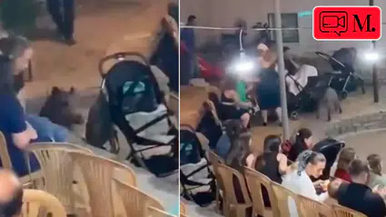 Muğla Bodrum'da bir düğünü yaban domuzu bastı