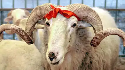 2025 Kurban Bayramı Tatili Ne Zaman? Arefe ve Bayram Günleri Belli Oldu