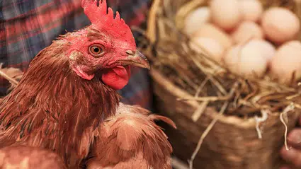 Samsun’da tavuk zehirlenmesi: 213 işçi hastanelik oldu