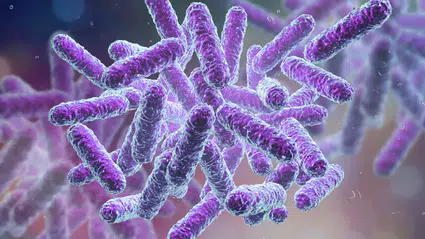 Enfeksiyon nedeni olan bakteri tıbbi plastiği besin kaynağı olarak kullanıyor