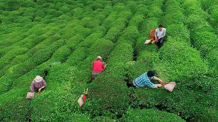 Yaş çay alım fiyatı 2025 yılı için açıklandı: 25,44 TL oldu