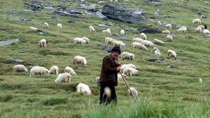 Yabancı çobanlara çalışma izni başvuruları alınmaya başlandı
