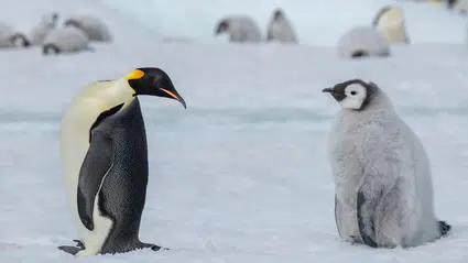 İmparator penguen nüfusu küresel ısınma nedeniyle azalıyor