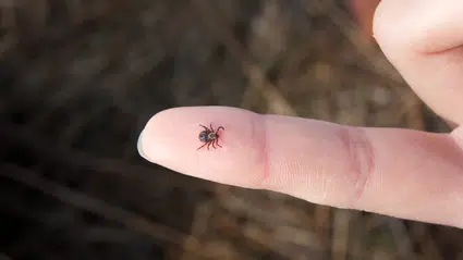 Sivas'ta kene ısırması sonucu 30 yaşındaki Uğur Uymaz hayatını kaybetti