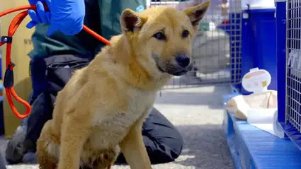 Güney Kore köpek etini yasakladı, kalan köpeklere ne olacak?
