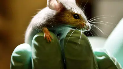 Çin’de devrim niteliğinde üreme deneyi: Erkek farelerden yavru fare üretildi