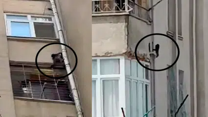 Mersin halkı 'maymunlar cehennemi'ni yaşıyor: "Sitedeki maymunun bir aydır girmediği ev kalmadı, ne bulsa yiyor!"