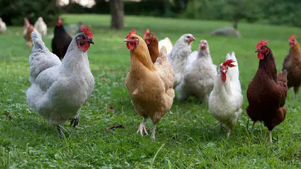 Nisan ayında tavuk eti üretimi arttı, yumurta üretimi geriledi